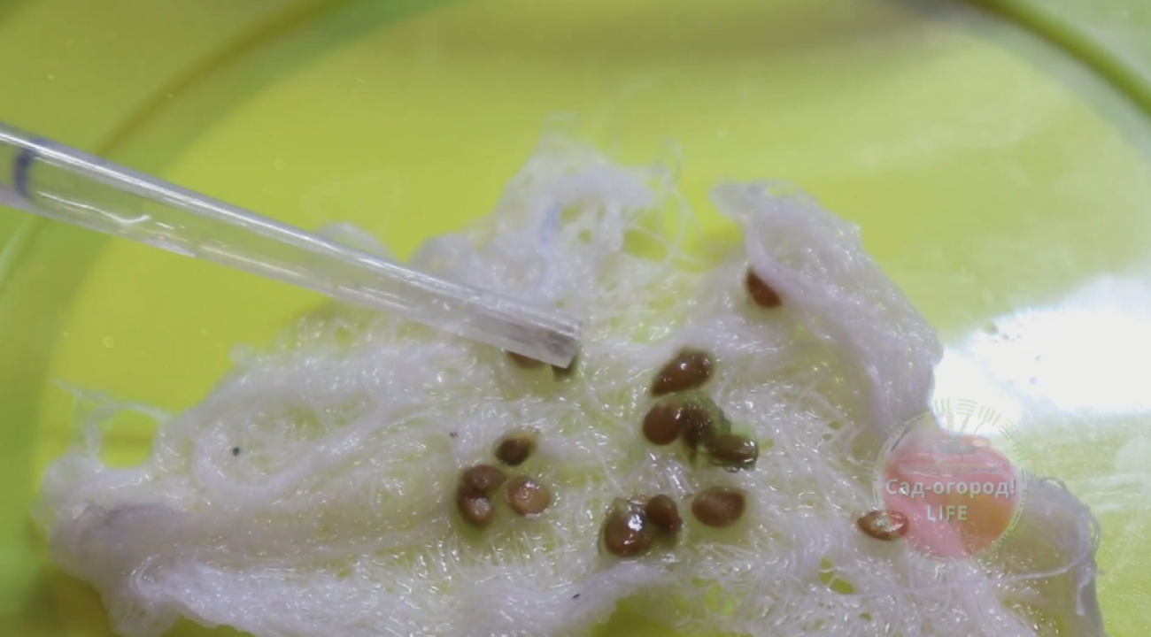 Городники розповіли, як реанімувати прострочне насіння для розсади