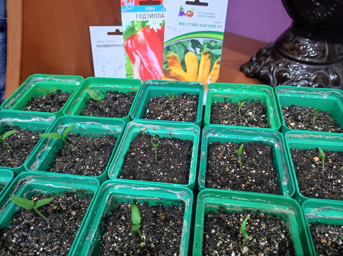 Городники озвучили правильний порядок посіву насіння перцю на розсаду для високої врожайності