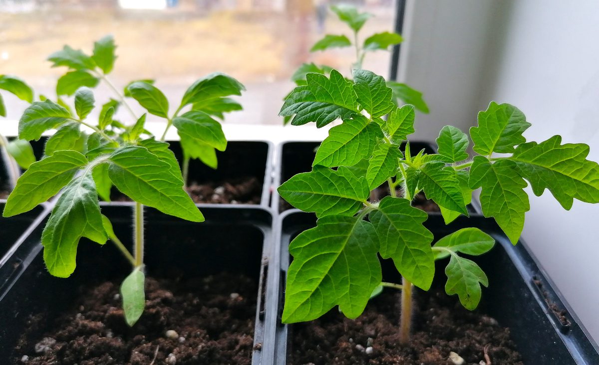 Городники розповіли, чим підживити розсаду після пікірування