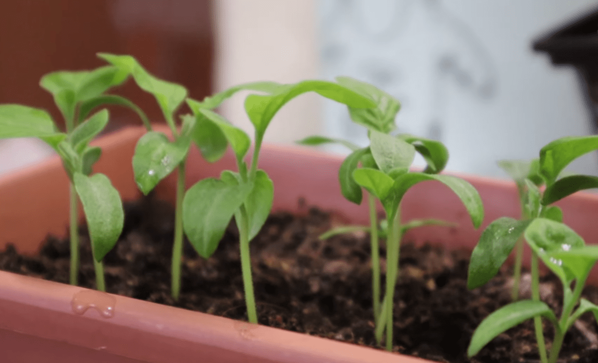 Городники згадали про старий і перевірений метод підготовки насіння для розсади