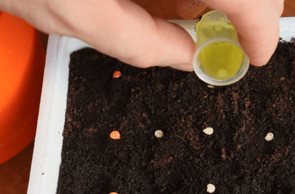 Городники розповіли про новий метод посадки солодкого перцю на розсаду у лютому