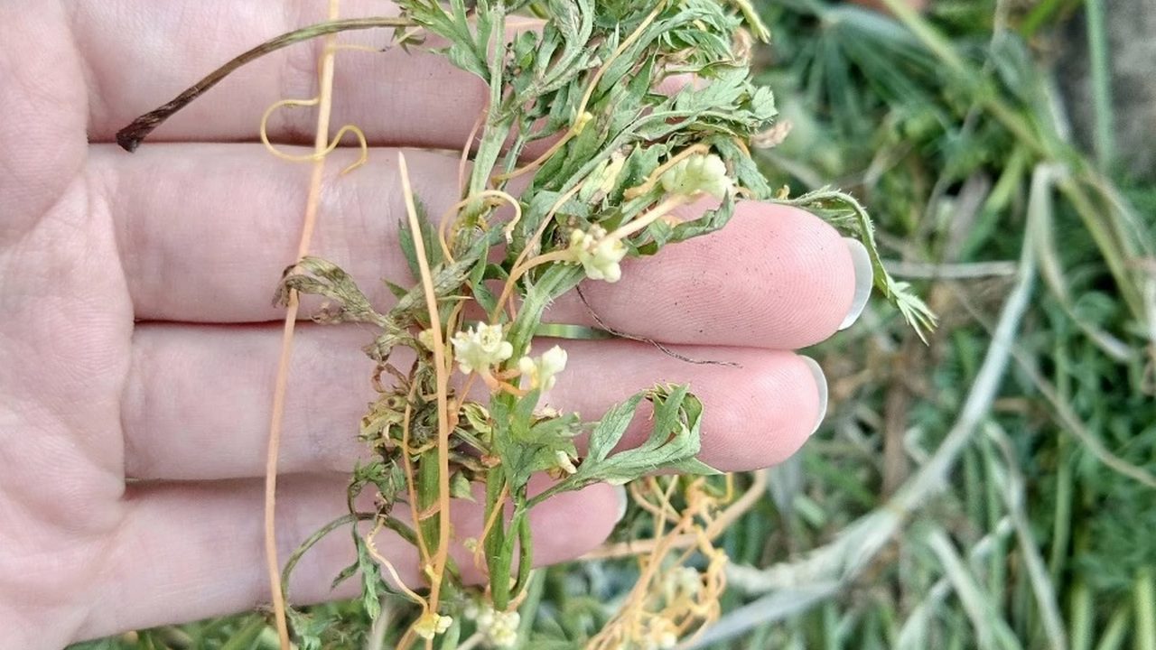 Експерти порадили простий спосіб, який допоможе зупинити ріст бур'янів без використання соломи