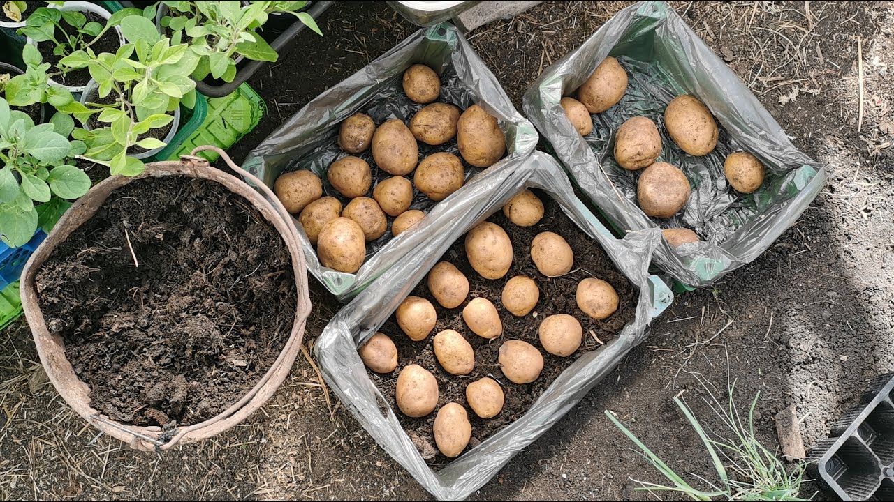 Експерти пояснили, як правильно обробляти картоплю перед посадкою для високої врожайності