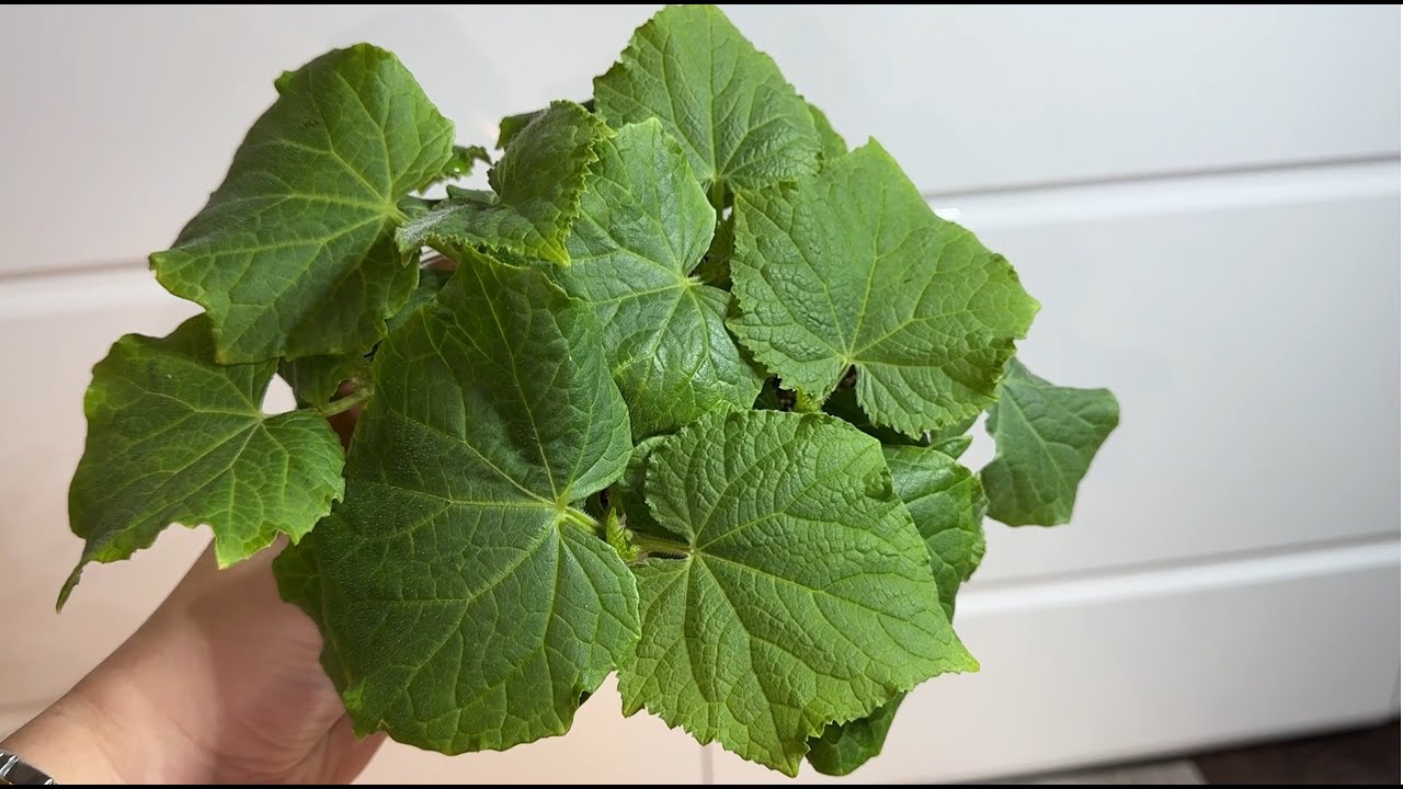 Експерти розповіли, як захистити розсаду огірків від витягування, аби не витрачатись на лампу