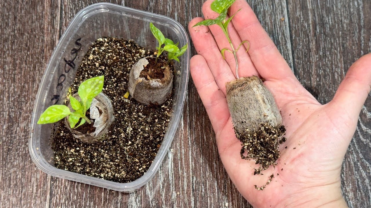 Садівники пояснили, як правильно перевіряти насіння на схожість — проста дія для врожайності