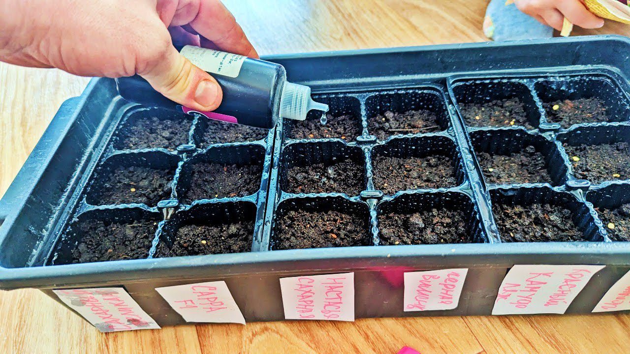 Садівники пояснили, як правильно перевіряти насіння на схожість — проста дія для врожайності