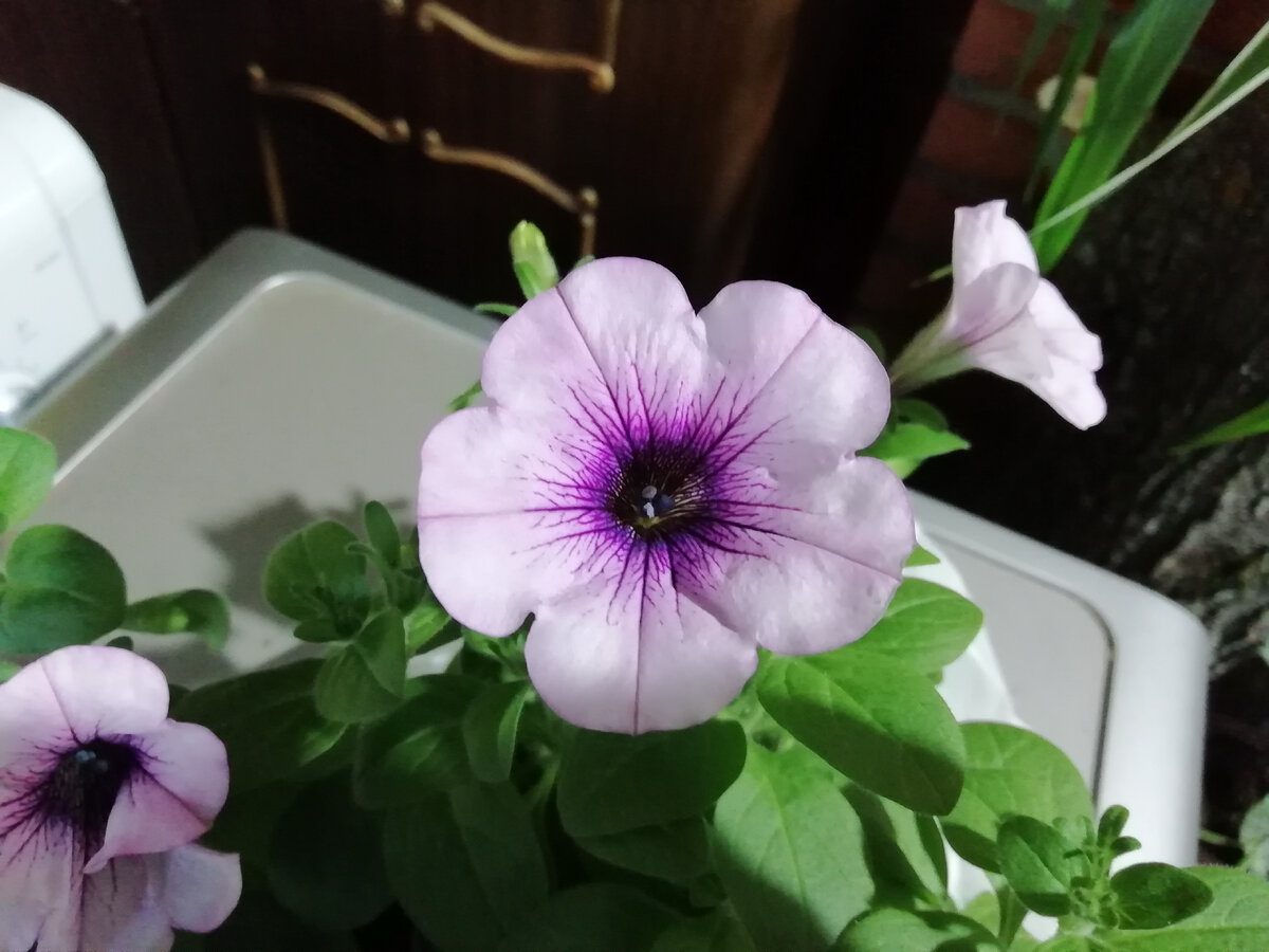 Квітникарі розповіли, як допомогти петунії повернутись у нормальний стан, якщо вона витягнулась