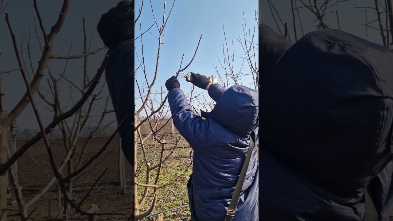 Обрізка яблунь взимку