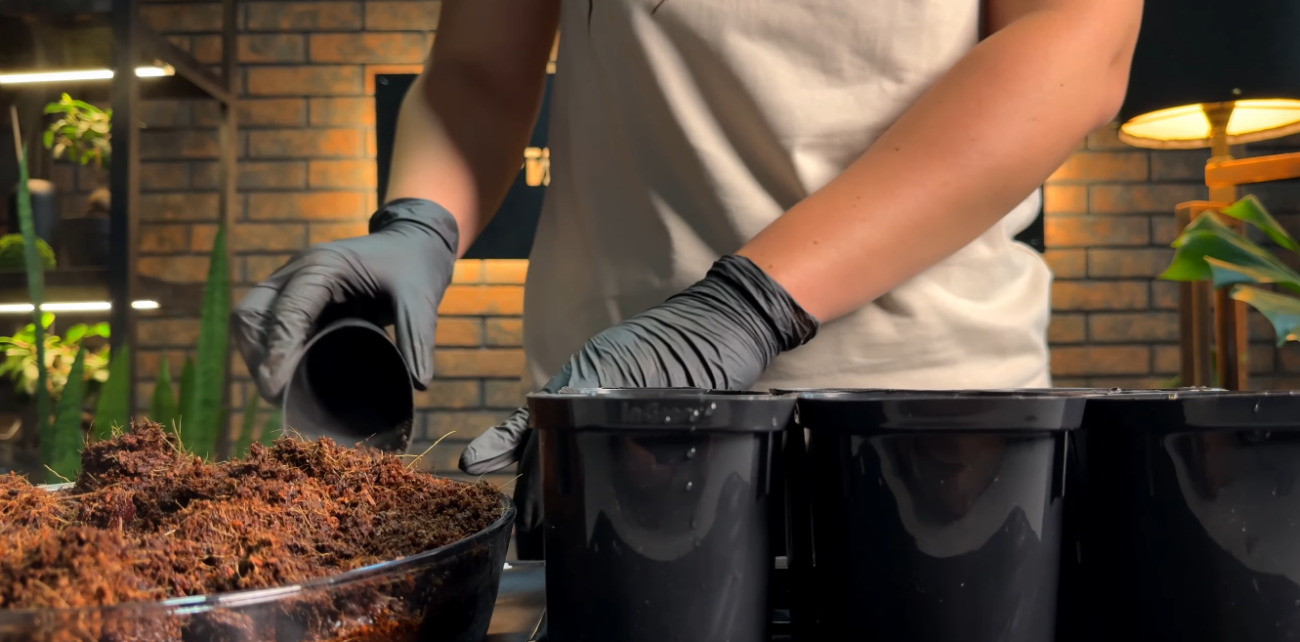 Городники розповіли, як правильно сіяти баклажани на розсаду