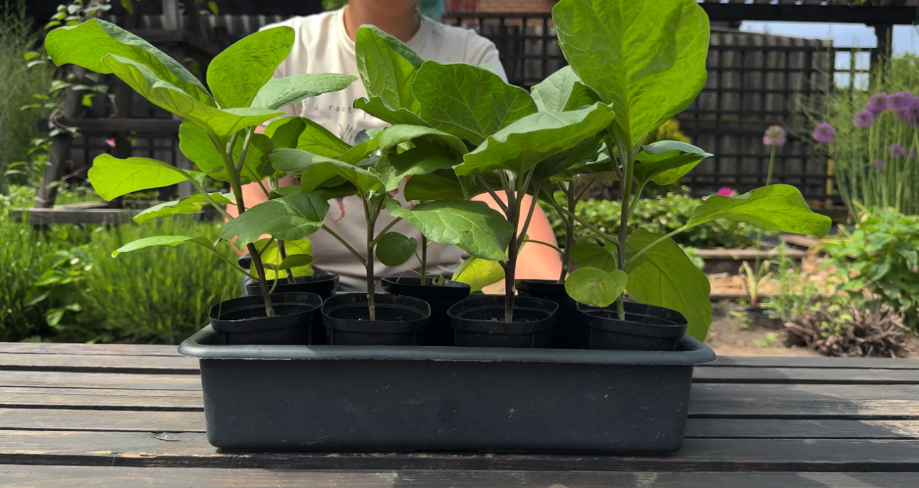 Городники розповіли, як правильно сіяти баклажани на розсаду