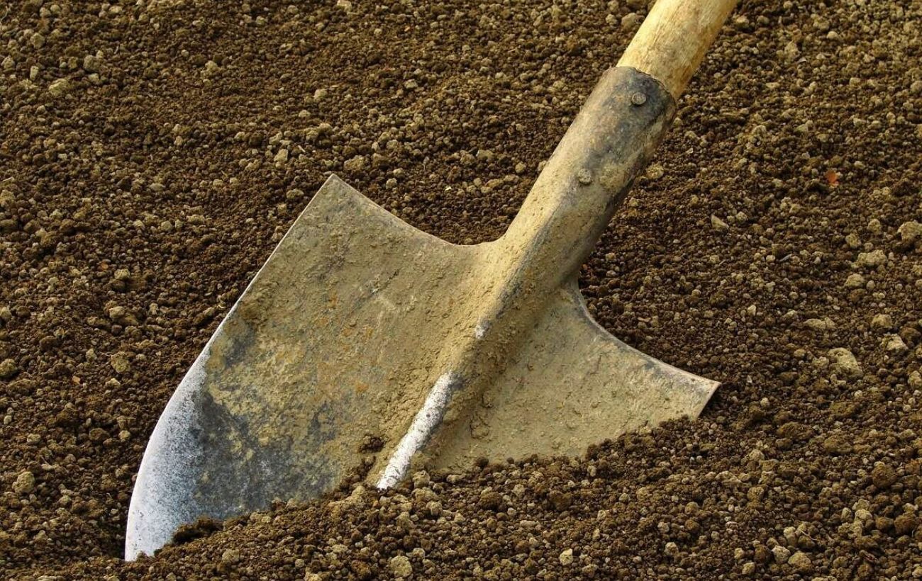 Городники розповіли, як підвищити родючість ґрунту за допомогою гірчиці