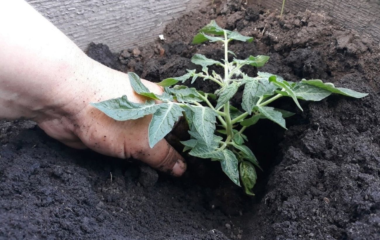 Городники розповіли, що покласти в лунку при посадці помідорів