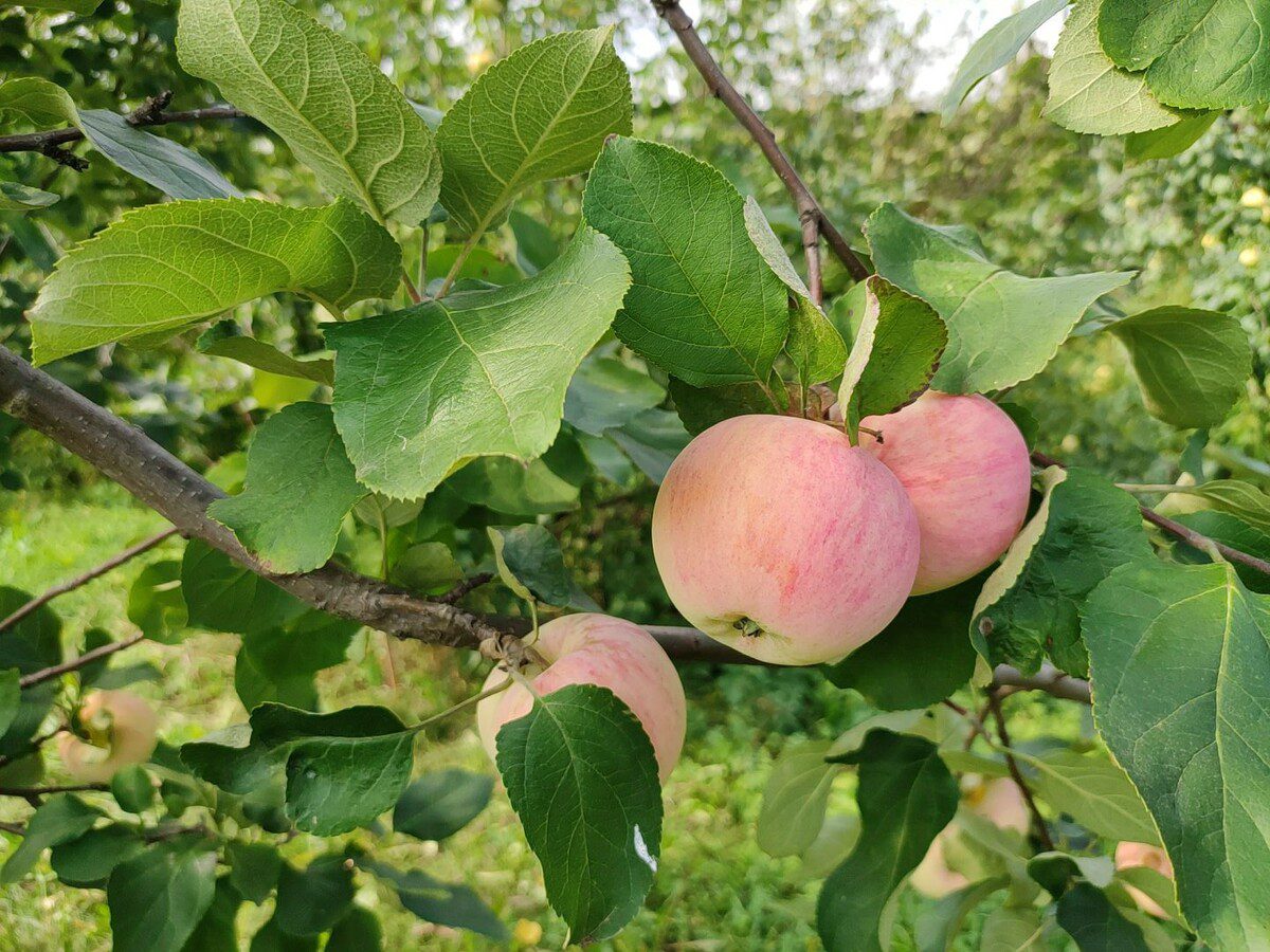 Садівники розповіли, як правильно обробляти яблуні в саду, аби не допустити появу черв'яків