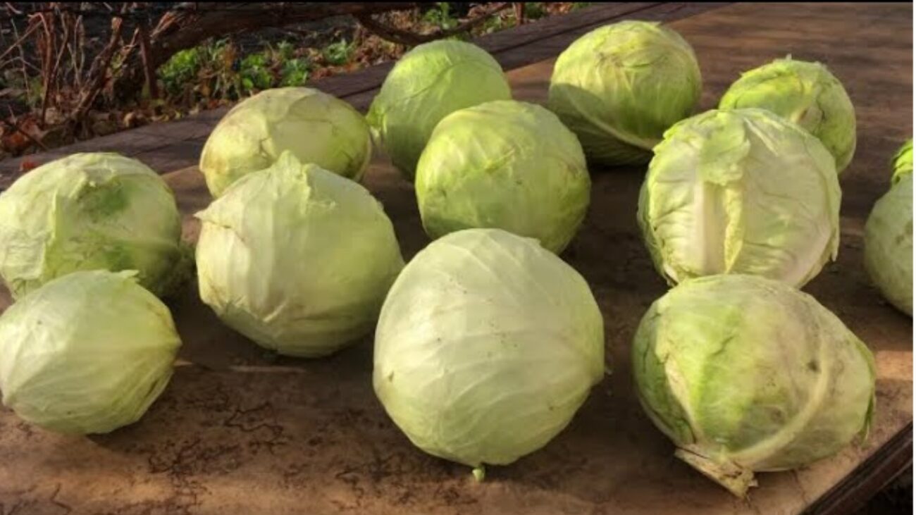 Садівники назвали найкращі сорти капусти для засолювання 2026