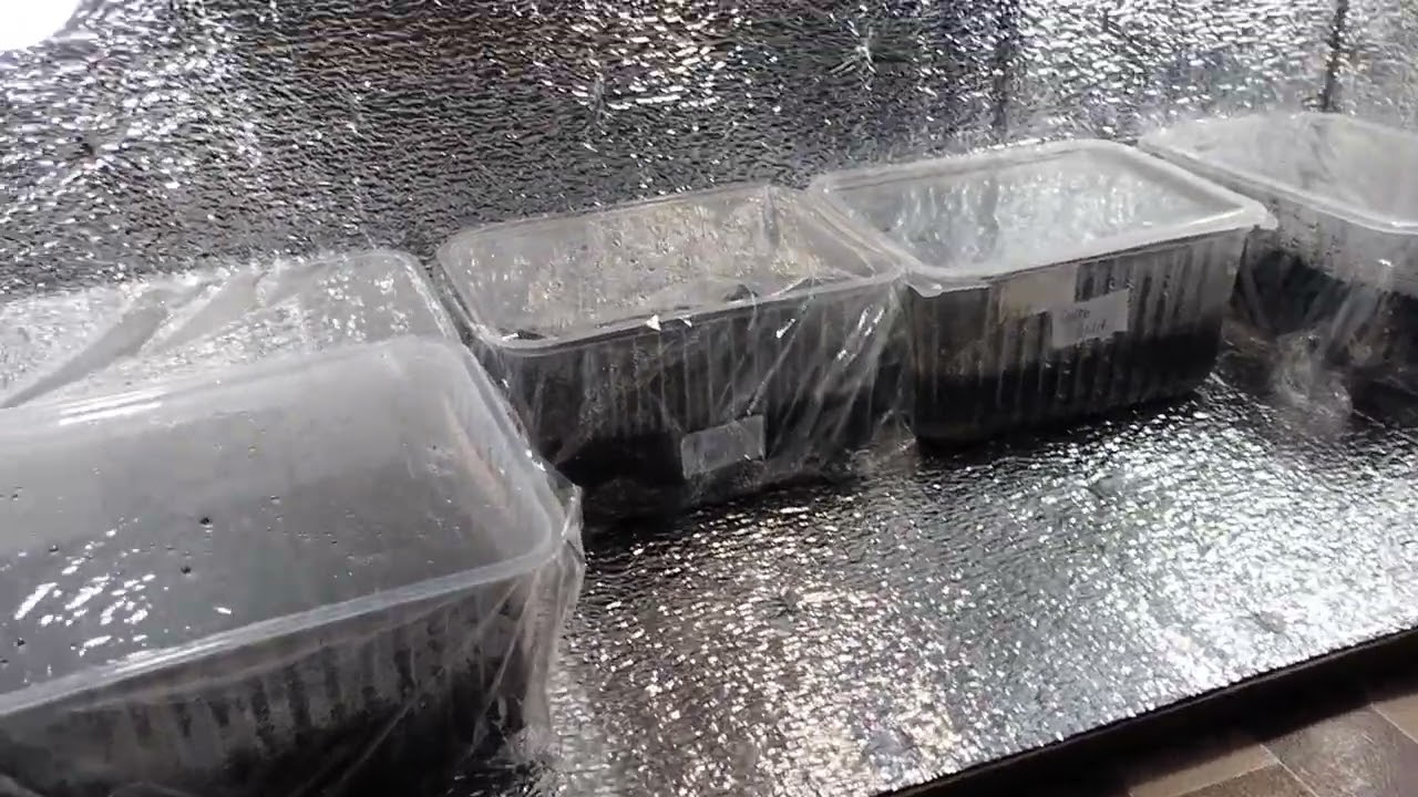 Дачники поділилися лайфхаком, який допоможе захистити розсаду від спеки батарей