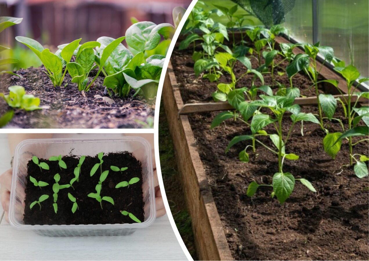 Городники назвали дату у лютому, коли обовʼязково треба сіяти розсаду 