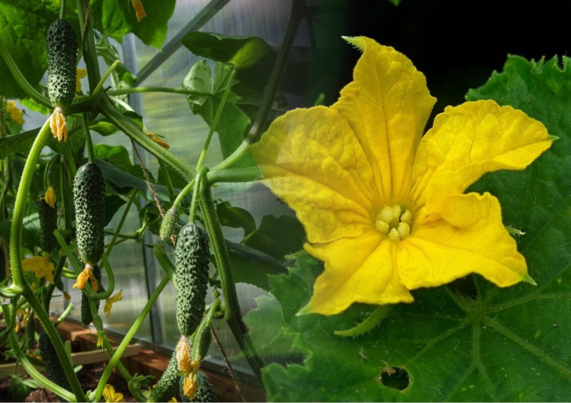Агрономи розсекретили три солодкі сорти огірків, які завжди дають врожай