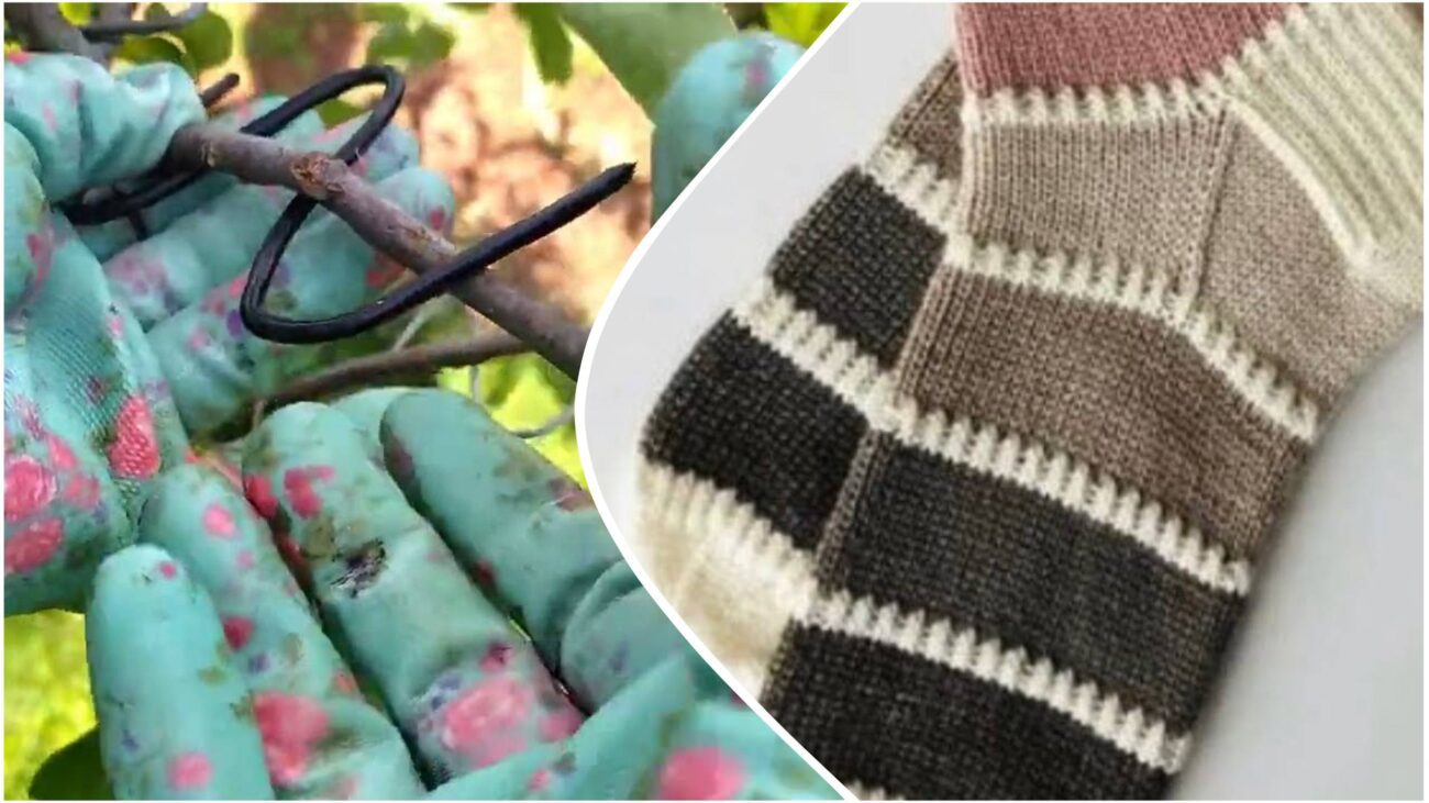 Садівники розповіли, як старі шкарпетки допоможуть винищити попелицю на деревах