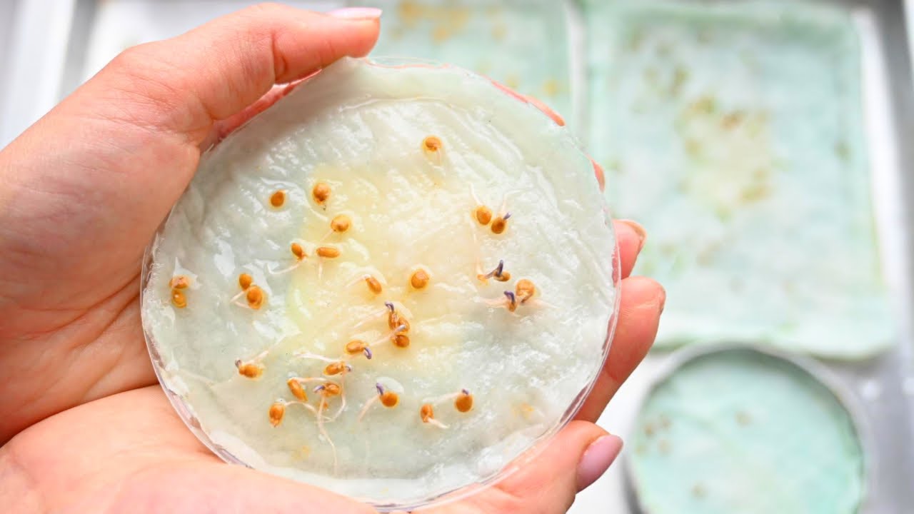 Садівники розповіли, як легко проростити насіння за 10 годин у домашніх умовах