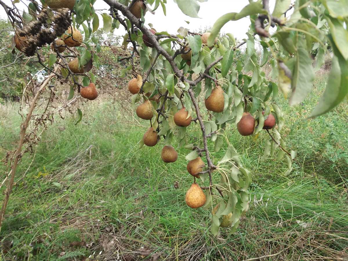 Садівники розповіли, навіщо заривати іржаві цвяхи в саду