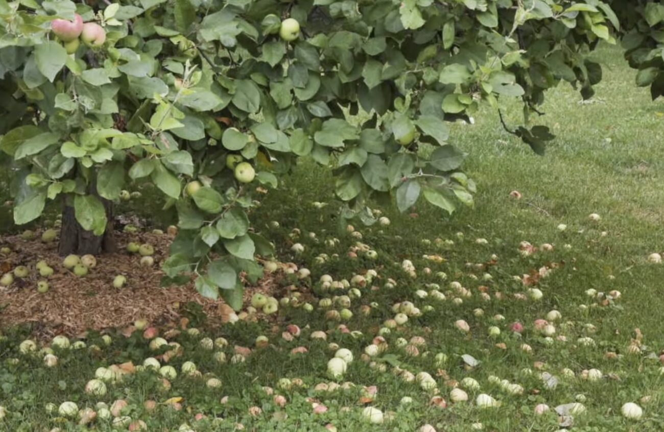 Садівники розповіли, чим обробити фруктові дерева від парші