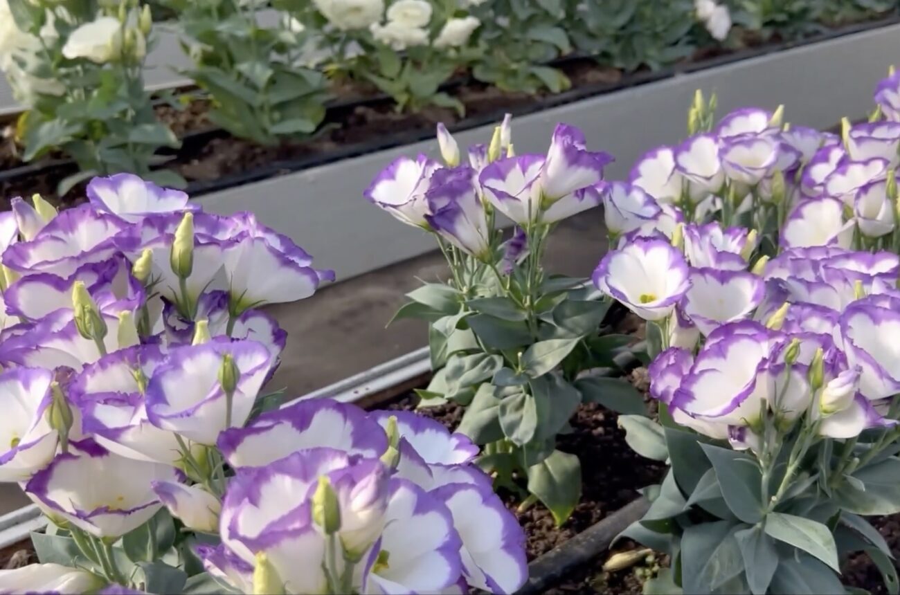 Садівники розповіли, які квіти посадити зараз, щоб вони зацвіли вже у травні 