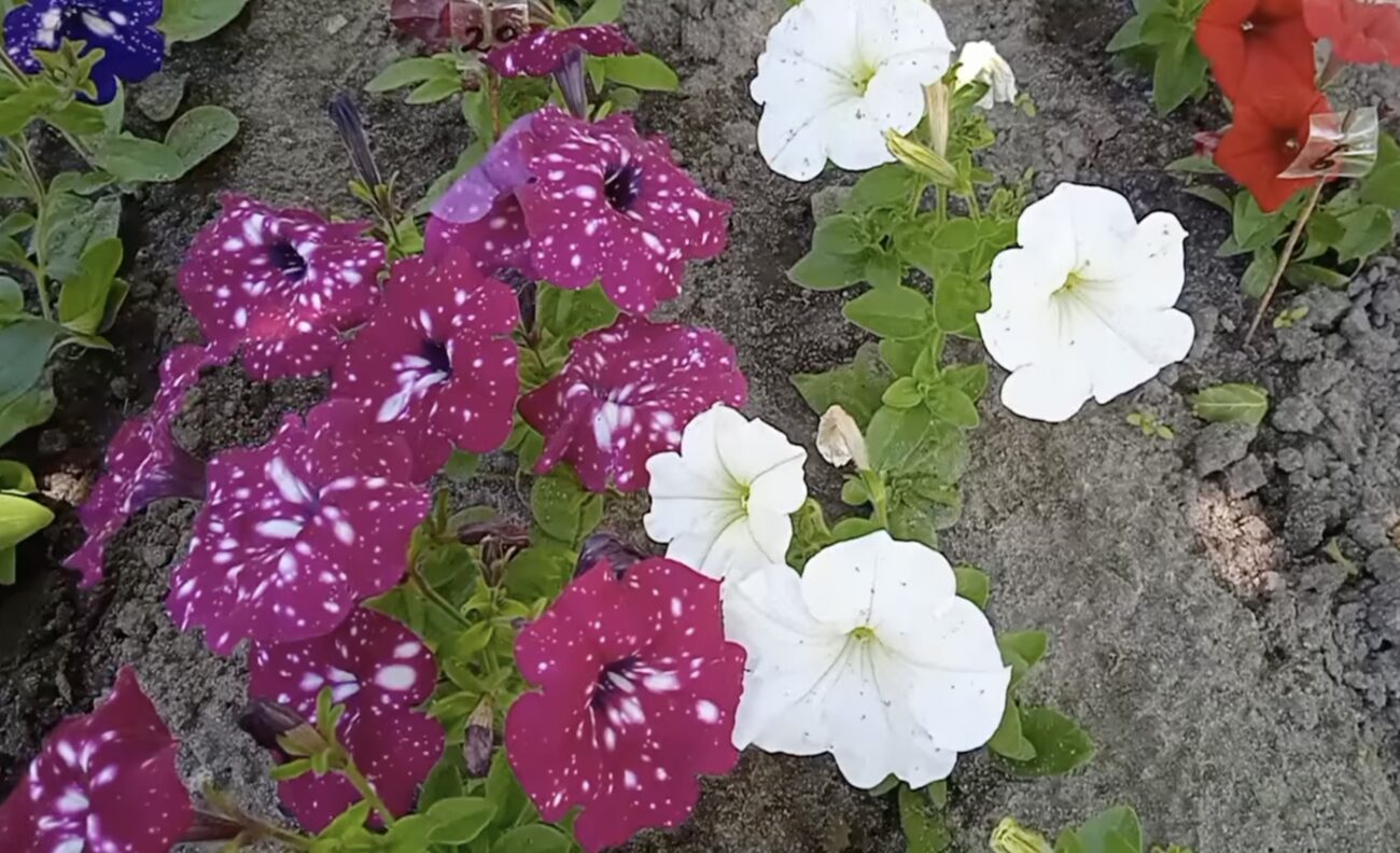 Садівники розповіли, які квіти посадити зараз, щоб вони зацвіли вже у травні