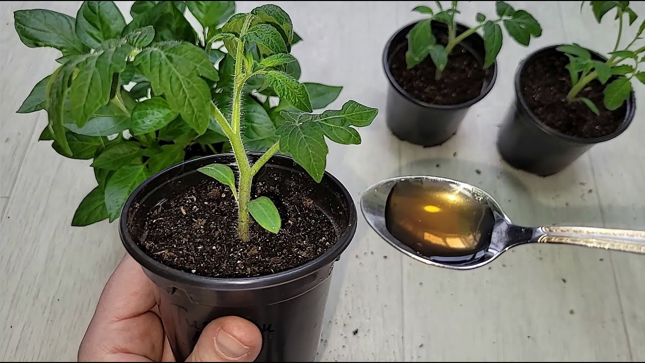 Експерти пояснили, яка проста ранкова дія допоможе виростити розсаду томатів без підсвічування