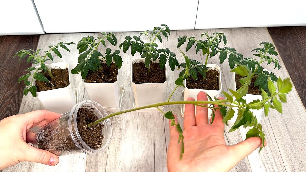 Експерти пояснили, яка проста ранкова дія допоможе виростити розсаду томатів без підсвічування