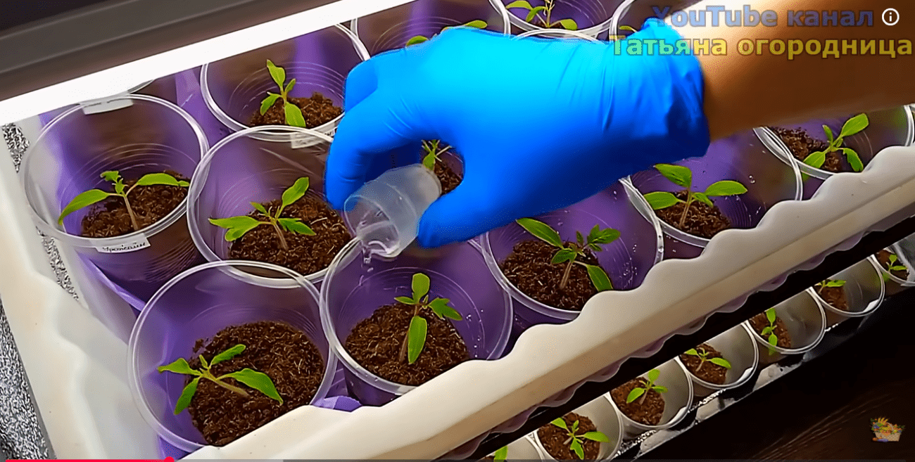 Городники розповіли про найкращий спосіб виростити міцну розсаду