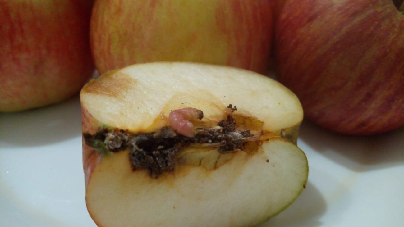 Садівники розповіли, чим можна обприскати плодові дерева від появи черв'яків — корисна порада