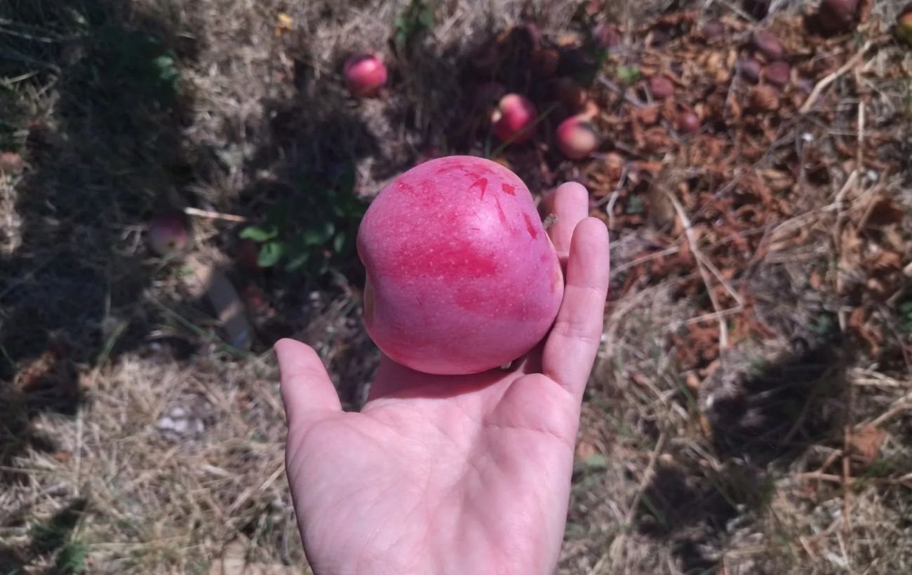 Садівники розповіли, чим можна обприскати плодові дерева від появи черв'яків — корисна порада