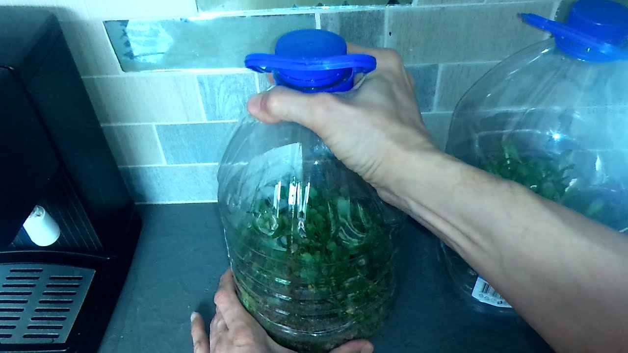 Городники розповіли, як зробити парник із пластикової пляшки в домашніх умовах