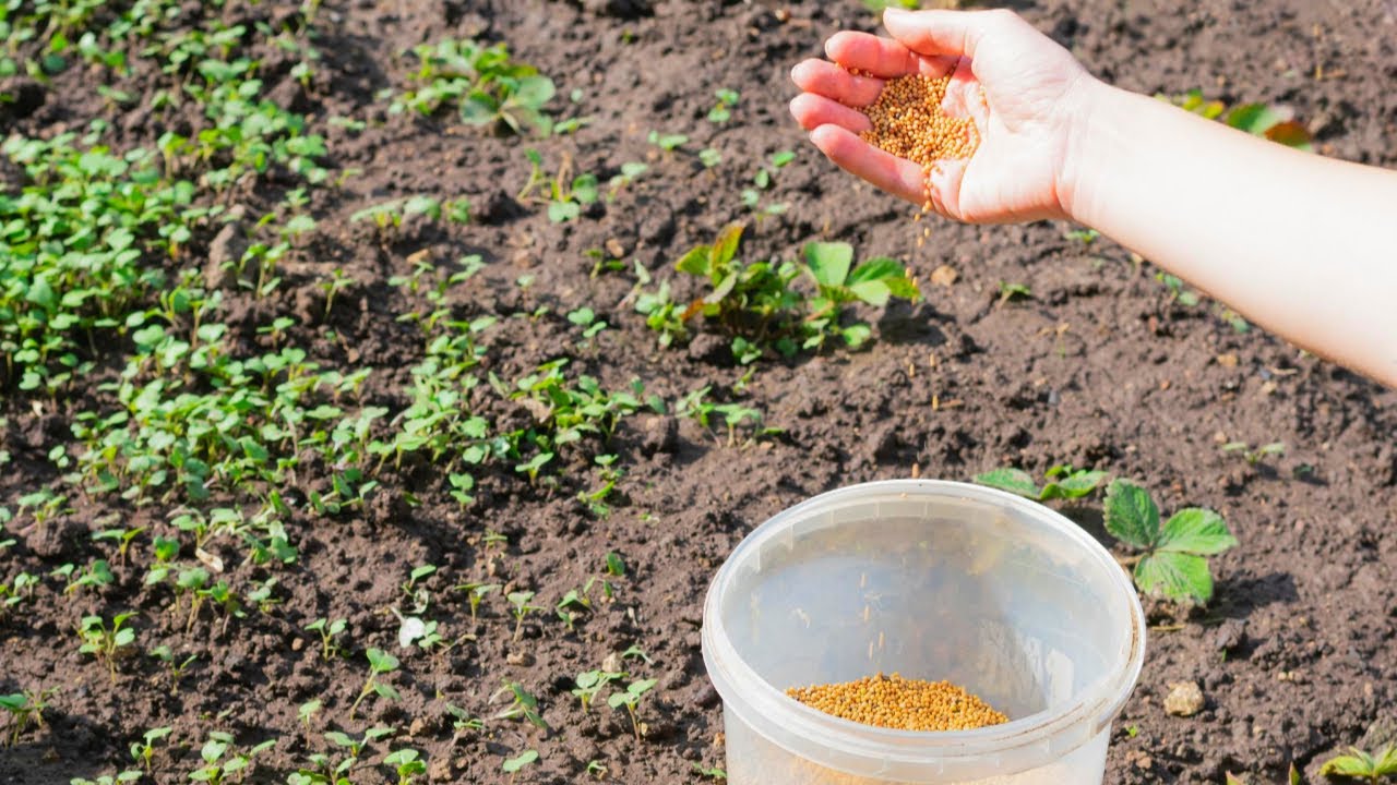 Городники розповіли, який сидерат слід обов'язково посіяти навесні