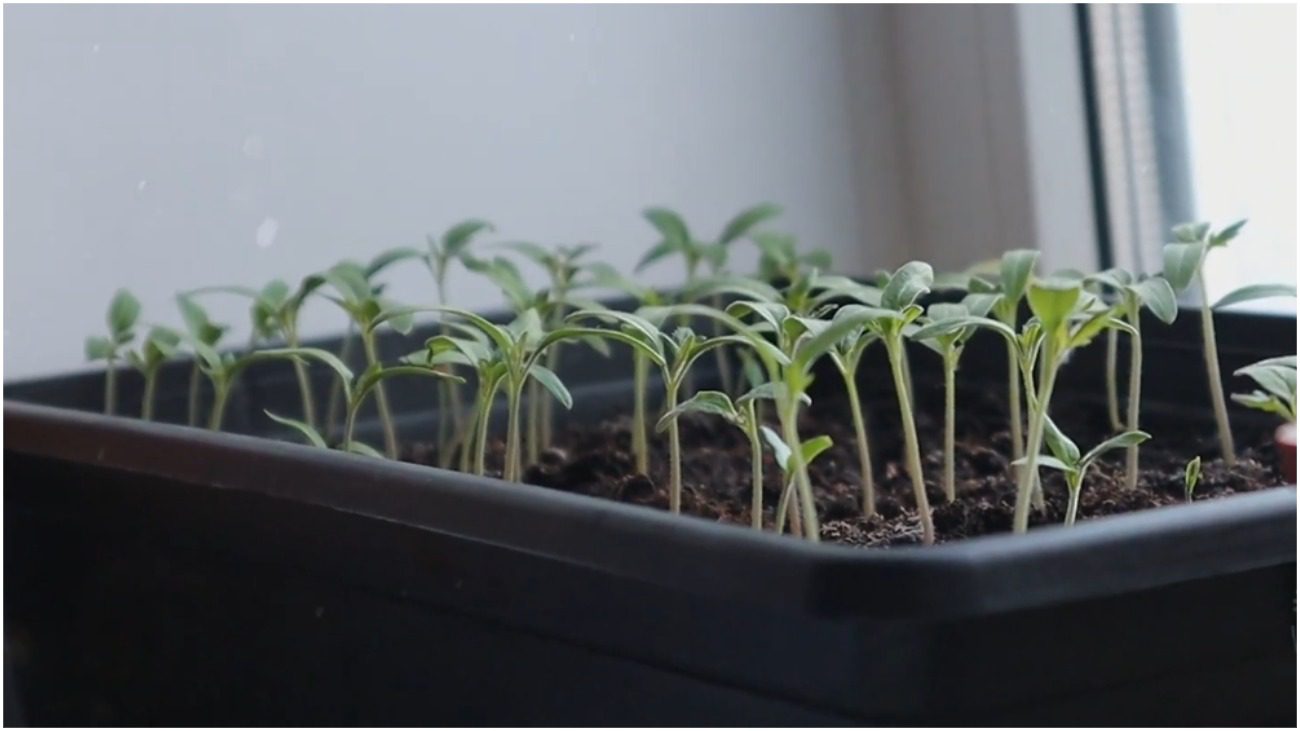 Городники назвали найефективніше перше підживлення для розсади