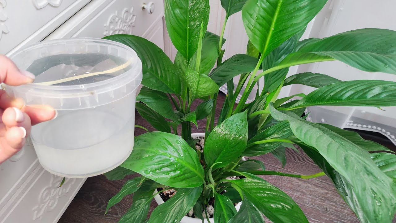 Квітникари розповіли, чим підживити спатифілум для активного росту 