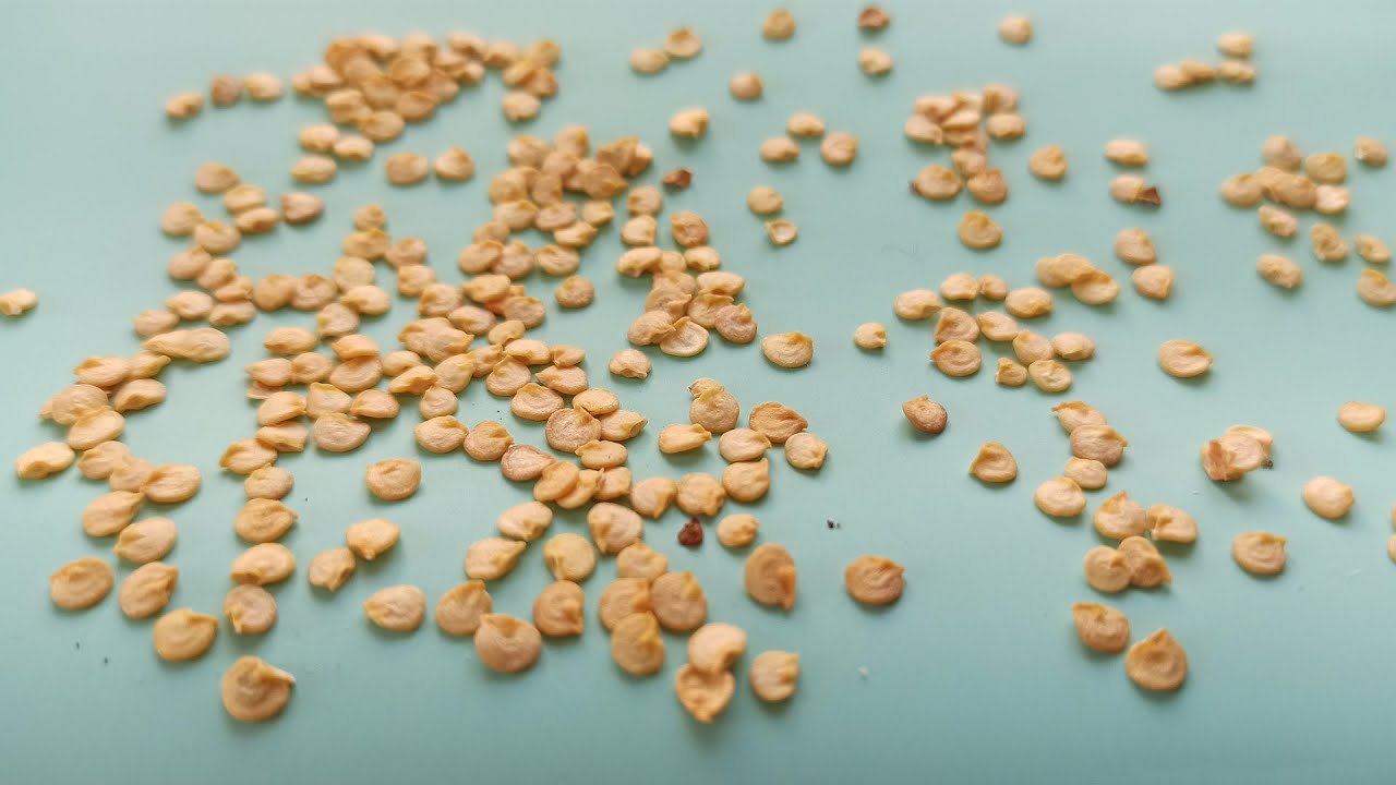 Городники розповіли, як правильно обробити насіння содою перед посадкою