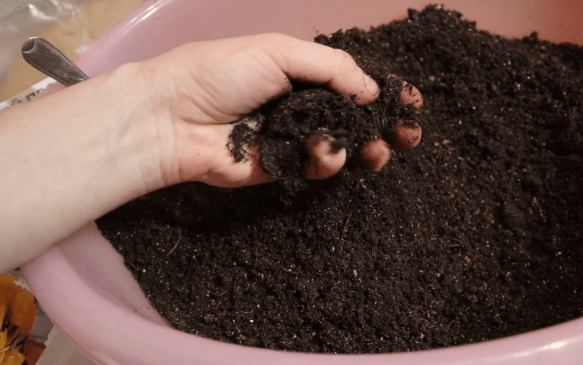 Городники розповіли, що додати у ґрунт під посадку розсади томатів і перцю