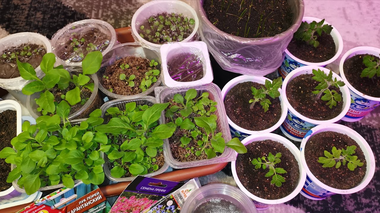 Експерти розповіли, яка проста ранкова дія допоможе запустити ріст розсади без витрат