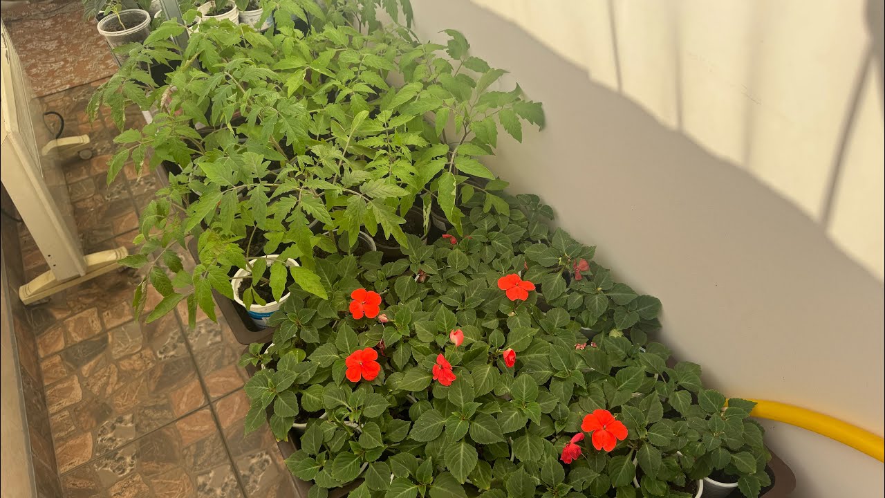 Експерти розповіли, яка проста ранкова дія допоможе запустити ріст розсади без витрат