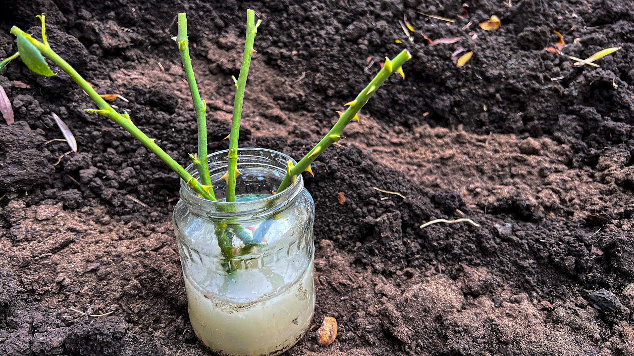Садівники розповіли, як укоренити живці троянд у холодильнику