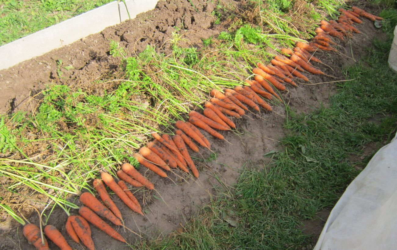 Городники розповіли, як вирощувати моркву без проріджування, аби її врожайність була вищою