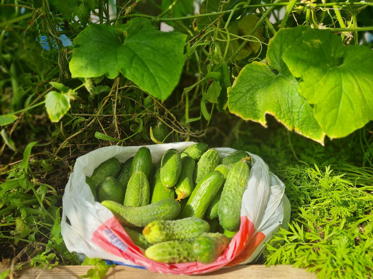 Городники порадили, яке підживлення найкраще внести під кущі огірків для покращення врожайності