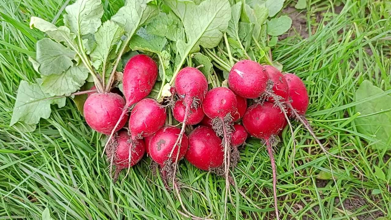 Городники розповіли, що посадити на городі після цибулевих культур 