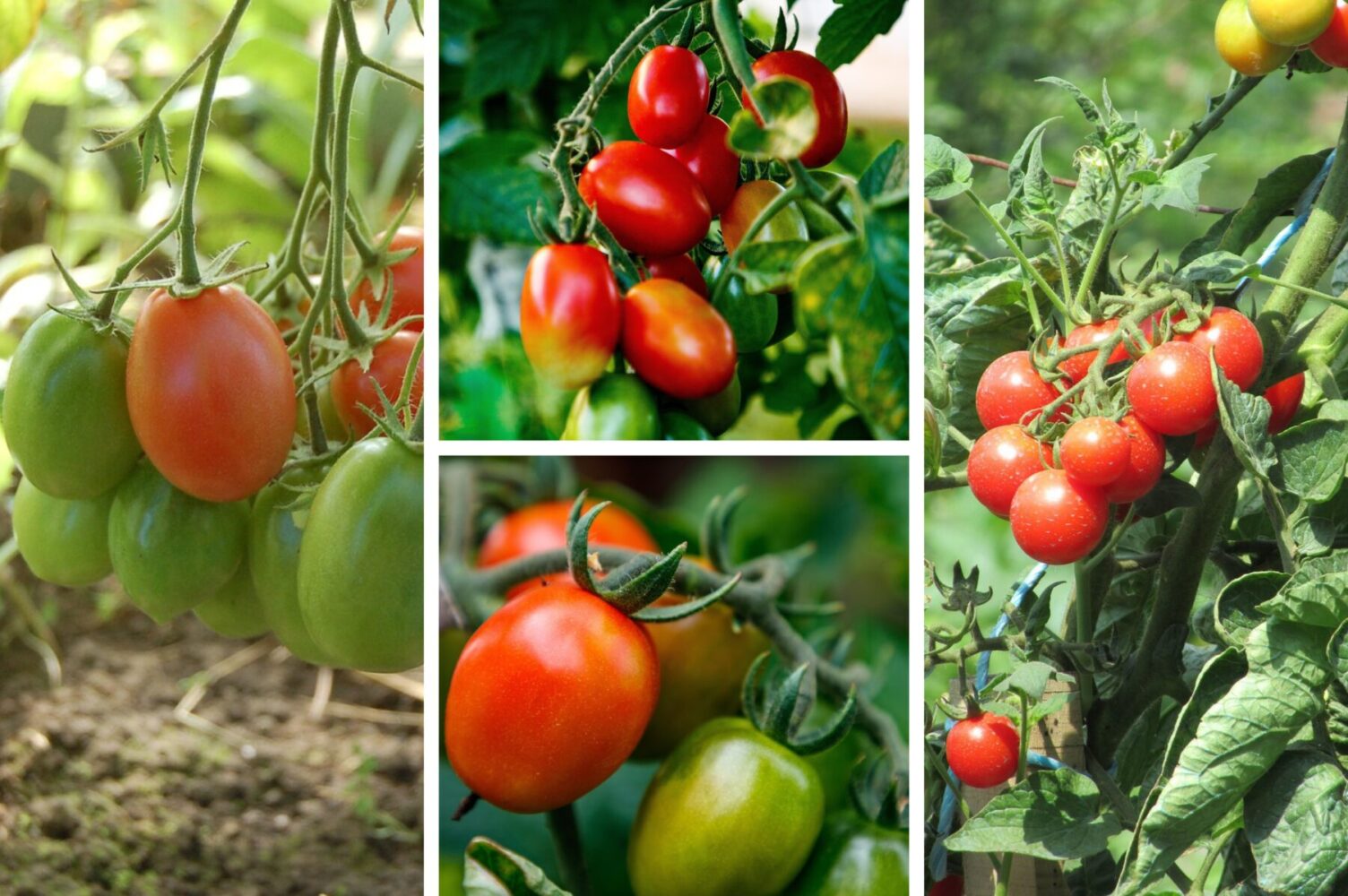 Агроном розповів, що зробити з томатами для підвищення урожайності 