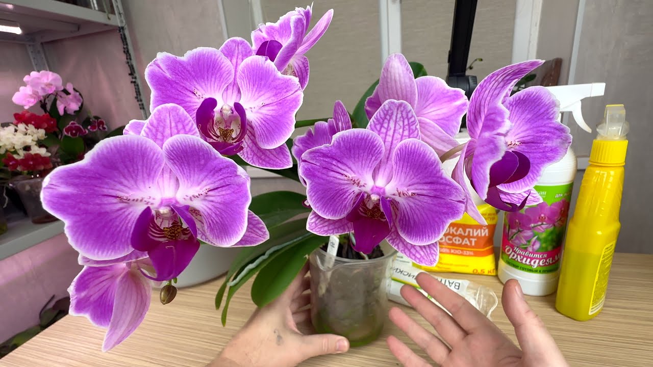 Садівники назвали важливе підживлення орхідеї для нарощування коріння і цвітіння