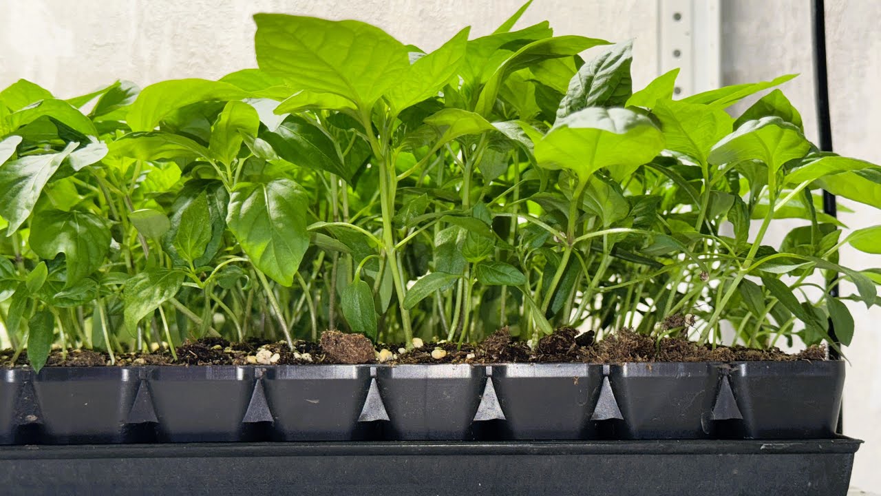 Експерти порадили просту дію, яка допоможе виростити міцну та потужну розсаду для ділянки