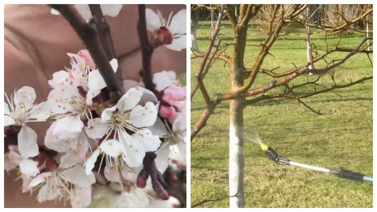 Садівники розповіли про обов'язкові обробки абрикоса заради щорічного врожаю