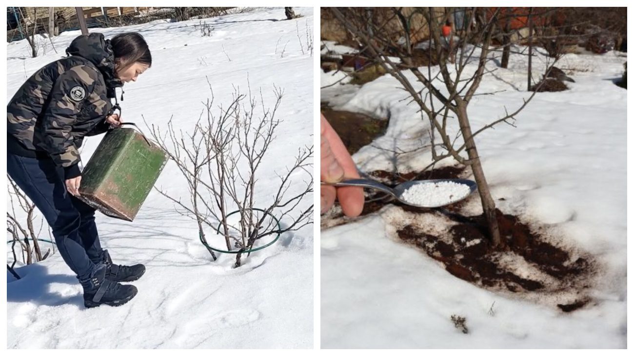 Садівники розповіли, як підживити смородину по снігу