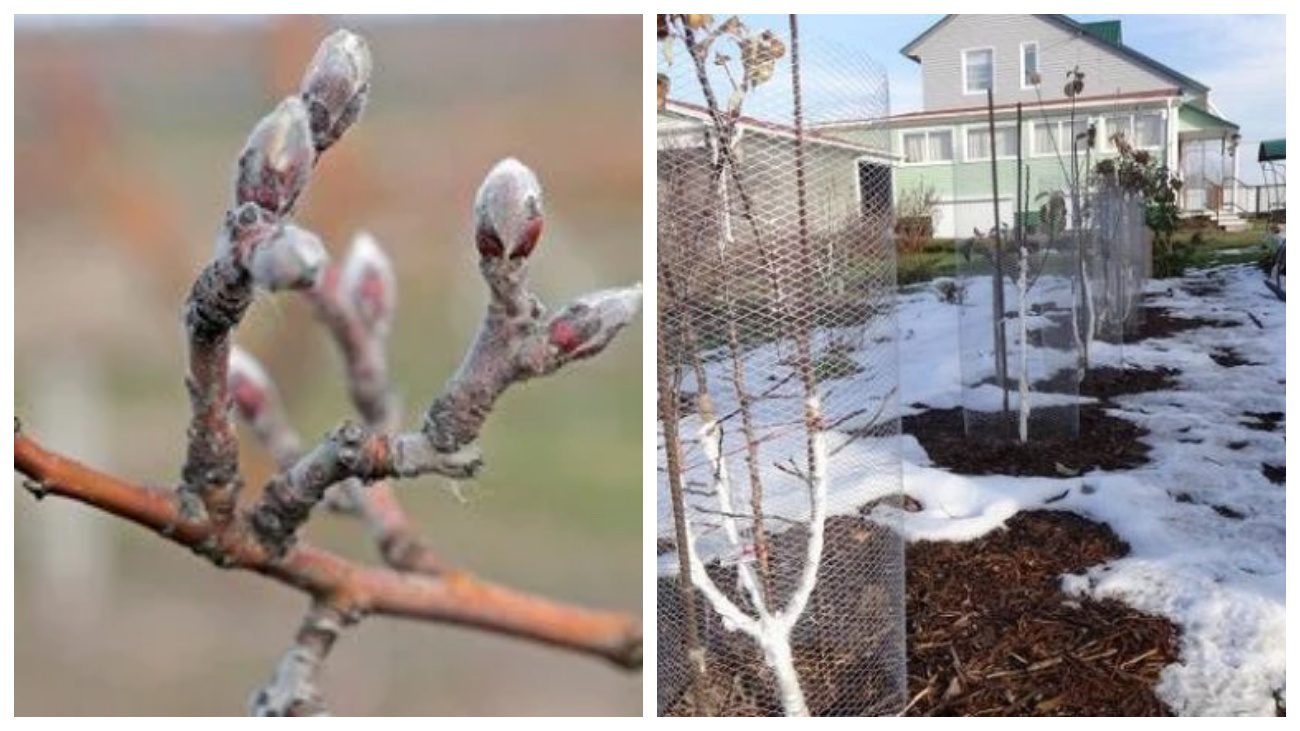 Городники порадили, як скоригувати весняне підживлення після морозів
